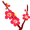 ウメ